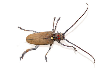 Tree borer (Batocera rufomaculata) isolated on a white background