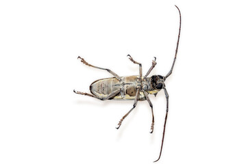 Tree borer (Batocera rufomaculata) isolated on a white background
