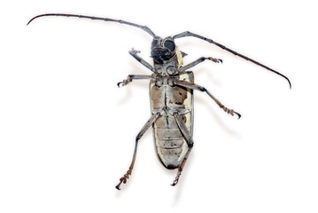 Tree borer (Batocera rufomaculata) isolated on a white background