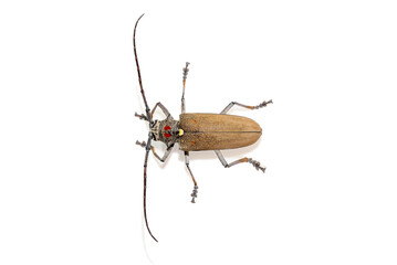 Tree borer (Batocera rufomaculata) isolated on a white background