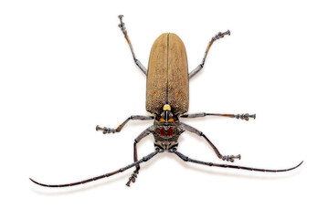 Tree borer (Batocera rufomaculata) isolated on a white background