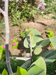 Fig tree growing in garden with fresh leaves and fruit in spring for healthy eating and gardening
