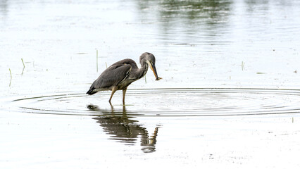 great blue heron wading in a lake with a fish in its beak