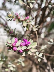 Fototapeta premium Purple flowers and green leaves on a shrub branch nature photography close up botanical garden scenic view