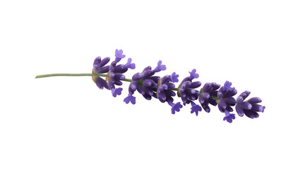 lavender png