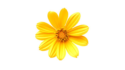 Obraz premium yellow flowers png