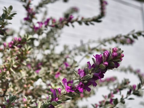 Purple texas sage flowers blooming in the garden for landscaping and drought tolerant plants idea
