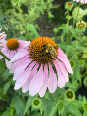 Bumblebee on a pink flower collecting pollen in a lush garden setting