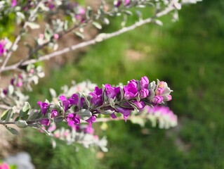 Close up of purple texas sage flowers and silver leaves in bloom perfect for gardening content...