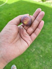Fresh fig in hand close up shot on green grass background healthy eating and organic food concept image