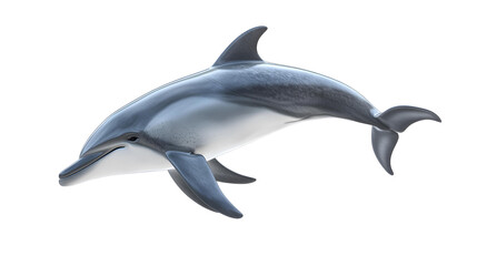 dolphin clipart png