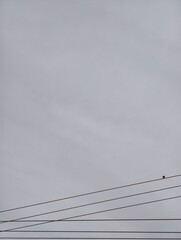 Minimalist photography of bird on wire against gray sky for background and wallpaper aesthetic...