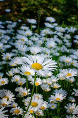 Daisies blooming in the garden