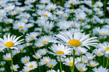 Daisies blooming in the garden