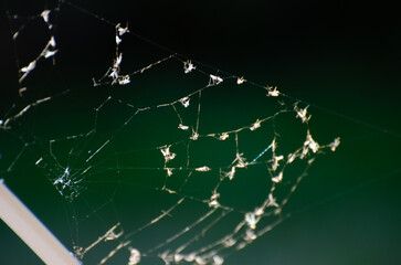 flies stuck in a spider's web