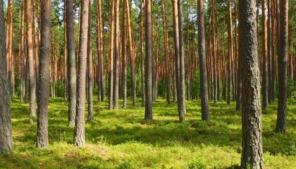 Fototapeta premium Pine forest floor bathed in sunlight