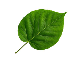 Obraz premium Green leaf isolated on white