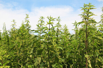 Stinging nettle (urtica dioica) blooms in nature