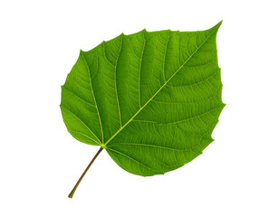 Green leaf isolated on white
