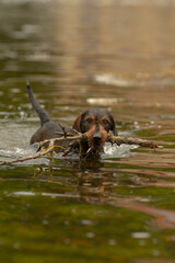 A happy dog is swimming energetically in the clear water, proudly holding a stick firmly in its...