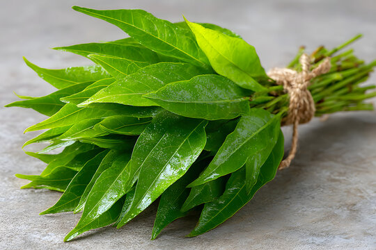 Natural Thai herbal remedy made from organic Kariyat leaves, scientifically identified as Andrographis paniculata Wall ex Ness, belonging to the Acanthaceae family.
