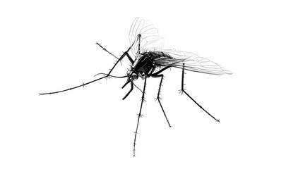 mosquito png