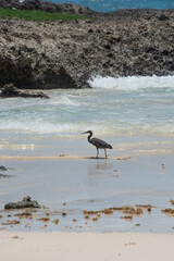 沖縄 宮古島 野鳥