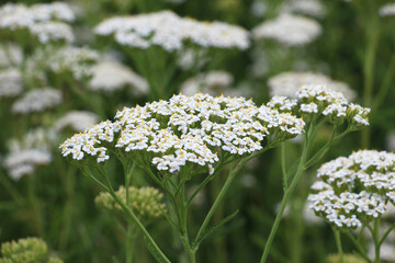 Yarrow (Achillea) blooms nature in the grass © orestligetka
