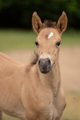 foal portrait headshot of young baby horse foal filly or colt with ears forward looking at camera...
