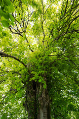 View from below of a large tree with bright green leaves and spreading branches, forming a dense summer canopy