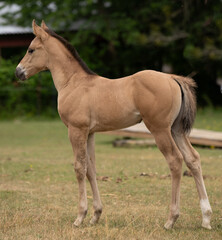Conformation shot of young foal colt filly or baby horse standing in a field outdoors in summer...