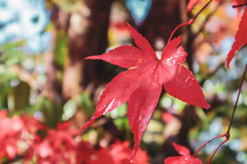 Leaves of maple which turned red and yellow