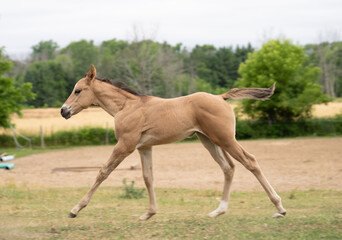 foal colt filly or young baby horse cantering or running in a pasture paddock buckskin or dun in...