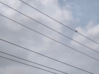 Bird perched on power lines stock photo against cloudy sky perfect for nature and urban scenes use...