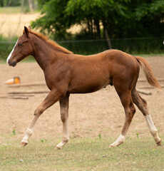 foal colt filly or young baby horse cantering or running in a pasture paddock or field chestnut with white blaze on face and white socks on legs animal mammal outdoors on rural farm in Ontario Canada