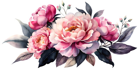 Watercolor painting featuring pink and light pink peonies with dark leaves on a black background on transparent background