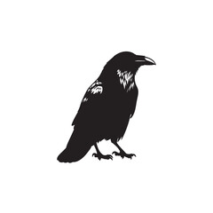 Silhouette of a Raven Standing Alert with Details on Neck and Wings