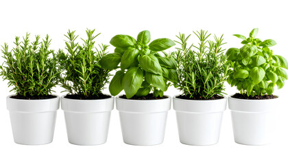 Naklejka premium Herb Trio in Modern White Planters Basil, Rosemary, Oregano, Transparent Background PNG