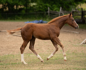 foal colt filly or young baby horse cantering or running in a pasture paddock or field chestnut...