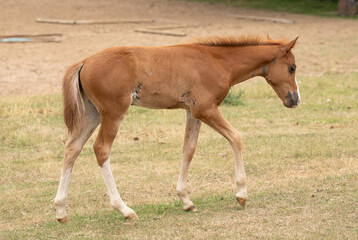 chestnut foal colt baby horse walking in field paddock or yard of hobby farm cute foal or baby horse with white socks horizontal equine image  room for type young baby horse outdoors in farm pasture 