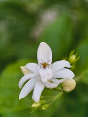 Close up of jasmine flower with spider on petal perfect for garden and nature photography use case