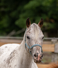 Appaloosa pony mare portrait with blue halter head shot of spotted horse POA pony of the americas...