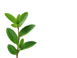 Obraz premium Dramatic contrast, vibrant green plant leaves against a deep black background lush