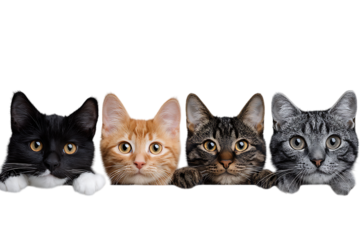 Four adorable kittens peek playfully.