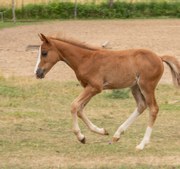 foal colt filly or young baby horse cantering or running in a pasture paddock or field chestnut...