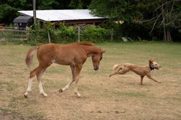 Young chestnut foal baby horse colt or filly running in the pasture field or paddock with dog on rural farm in Ontario Canada horizontal format room for type shiny metal roof of shed in background 