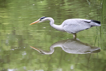 heron in a park in tokyo in japan