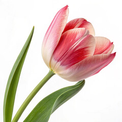 Naklejka premium Close up of a pink and white variegated tulip flower isolated on white background