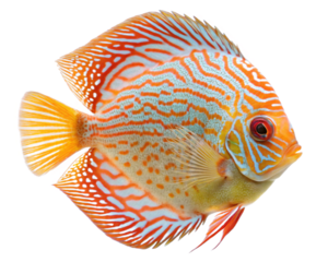 Vibrant discus fish with striking orange and yellow pattern isolated on transparent background