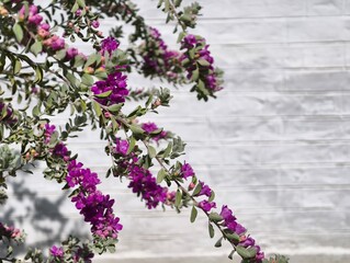 Purple flowers on branches with gray leaves against a white wall background stock photo image download